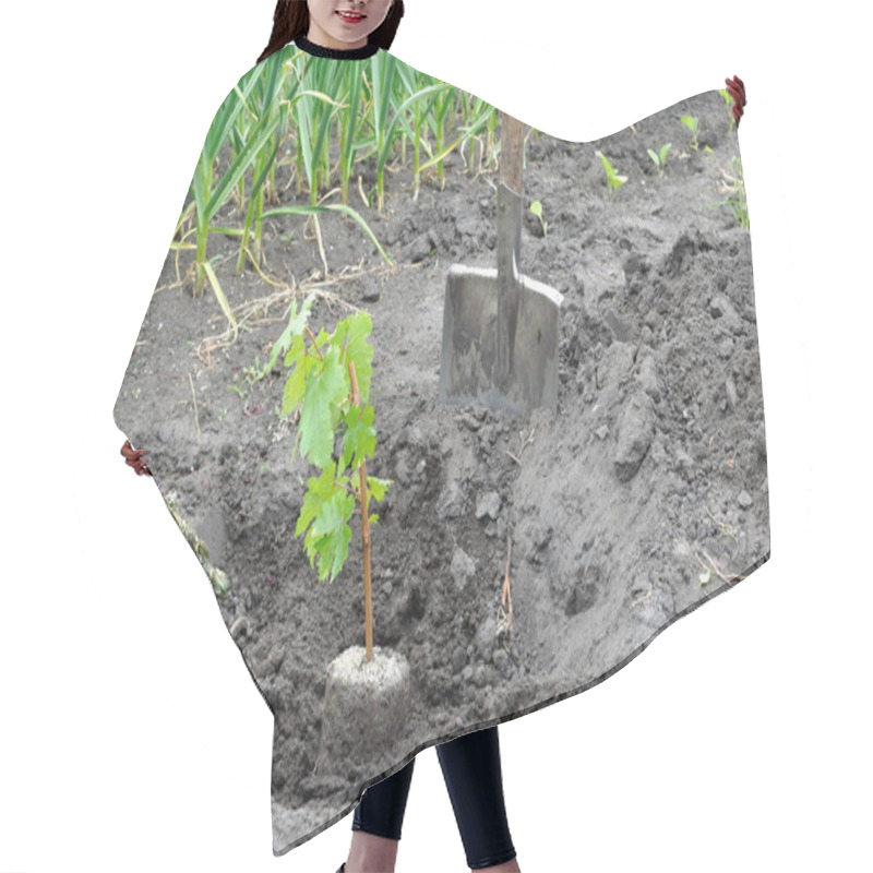 Personality   Process Of Planting Grape Vine Seedlings In The Vegetable Garden Hair Cutting Cape