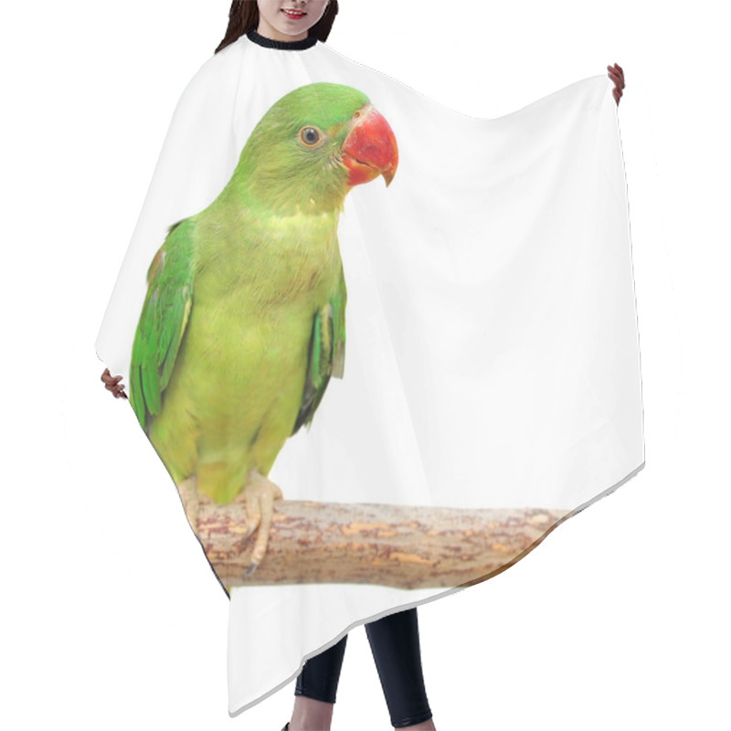 Personality  Beautiful Green Parrot Hair Cutting Cape