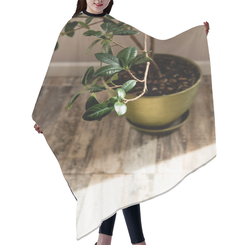 Personality  Sunlight Near Green Plant With Fresh Leaves In Flowerpot  Hair Cutting Cape