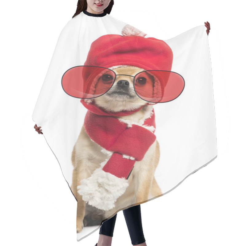 Personality  Chihuahua Wearing Christmas Hat, Scarf And Glasses Sitting, Isol Hair Cutting Cape