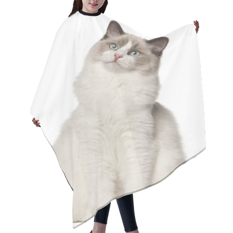 Personality  Ragdoll Cat, 6 Months Old, Sitting In Front Of White Background Hair Cutting Cape