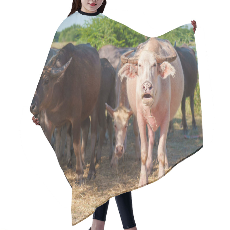 Personality  Thai Buffaloes Walk To Eat Grass In A Wide Field. Hair Cutting Cape