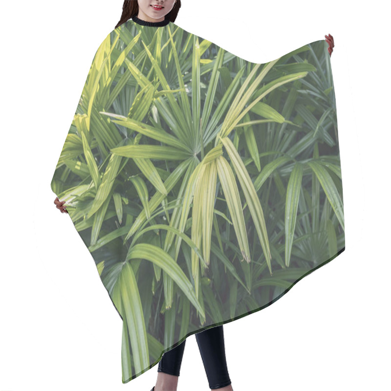 Personality  The Palm Leaves Spread Wide In The Tropical Jungle, Their Green Foliage Basking In The Sunlight, Creating A Lush And Vibrant Atmosphere In The Natural Rainforest Environment. Hair Cutting Cape