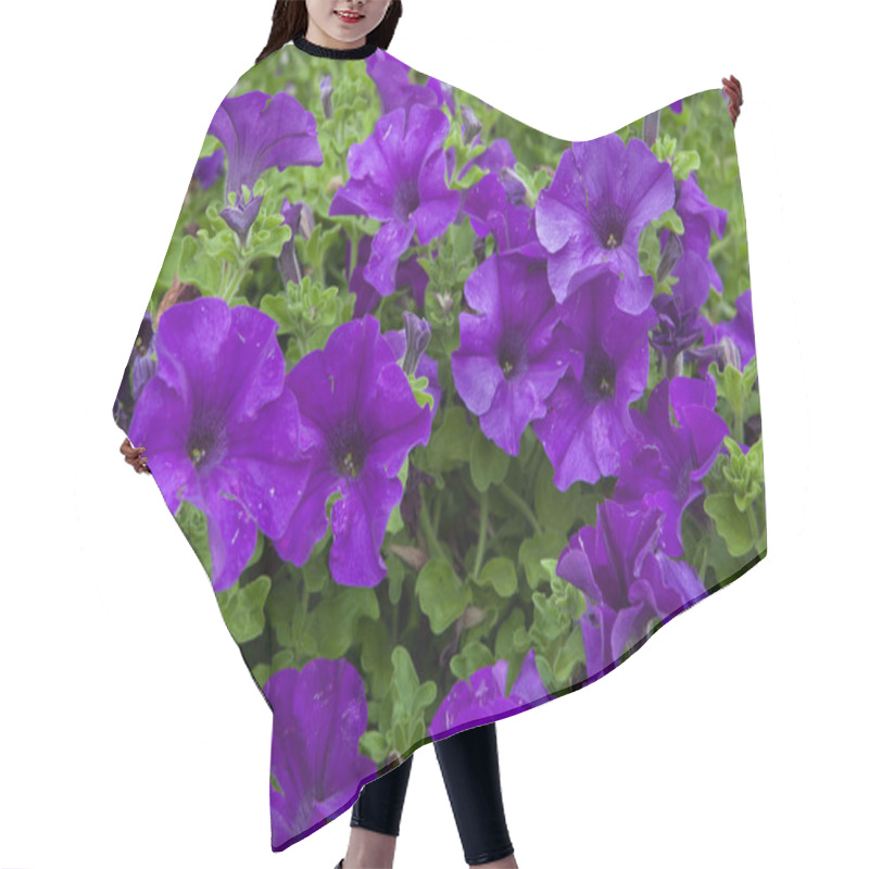 Personality  Petunia Flowers. Background Texture. Spain.  Hair Cutting Cape