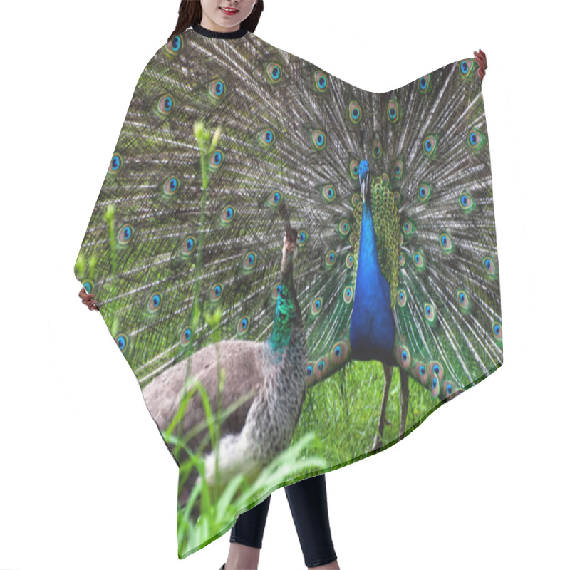 Personality  Peacock Pair (Pavo Cristatus) Hair Cutting Cape