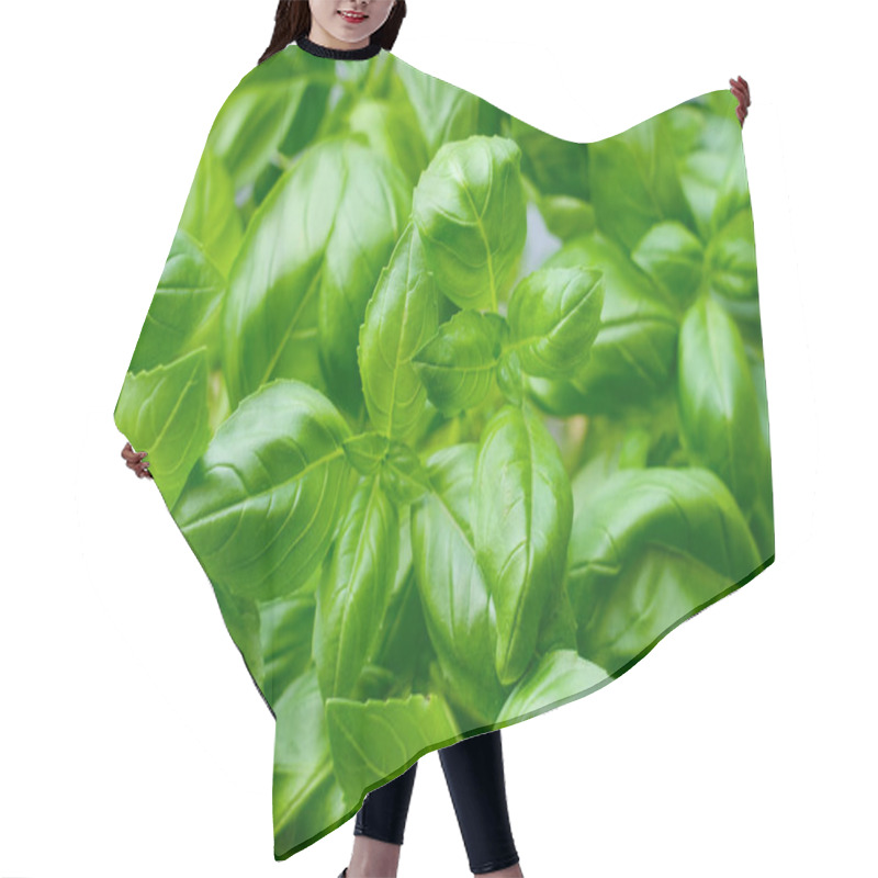 Personality  Fresh Basil Leaves Close-up. Ocimum Basilicum. Green Herbal Background. Hair Cutting Cape