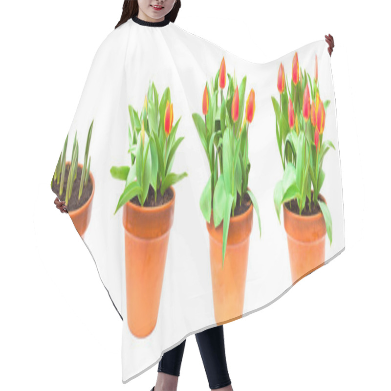 Personality   Set Of Isolated Images Tulips In The Pot Hair Cutting Cape