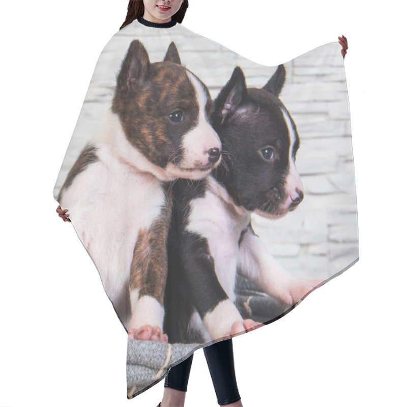 Personality  Two Funny Small Babies Basenji Puppies Dogs Hair Cutting Cape