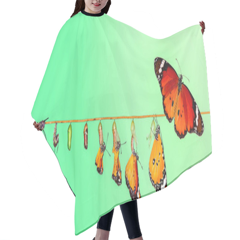 Personality  Amazing Moment ,Monarch Butterfly, Pupae And Cocoons Are Suspended. Concept Transformation Of Butterfly Hair Cutting Cape