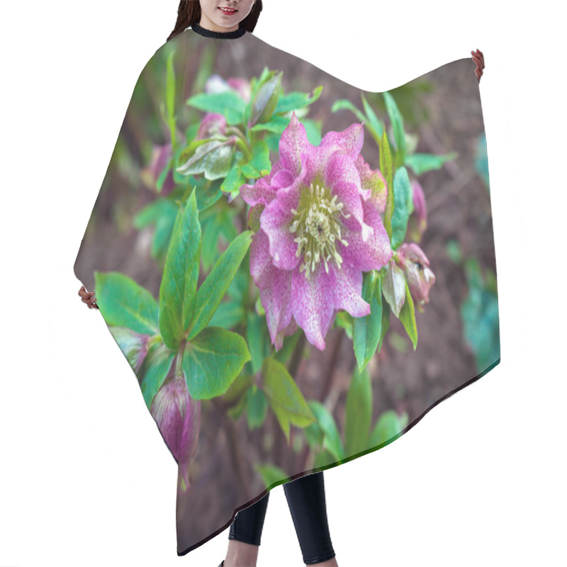 Personality  Purple Violet Helleborus Flowers Blooming In Early Spring In The Garden Hair Cutting Cape