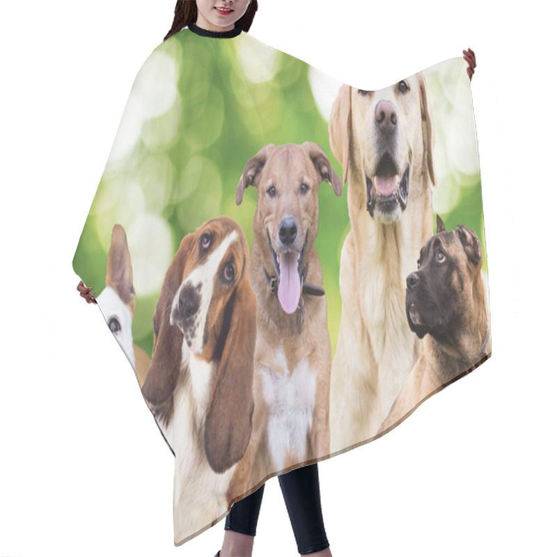 Personality  Large Group Of Dogs Looking At The Camera On  Green Nature Background. Friendship Animals Theme Hair Cutting Cape