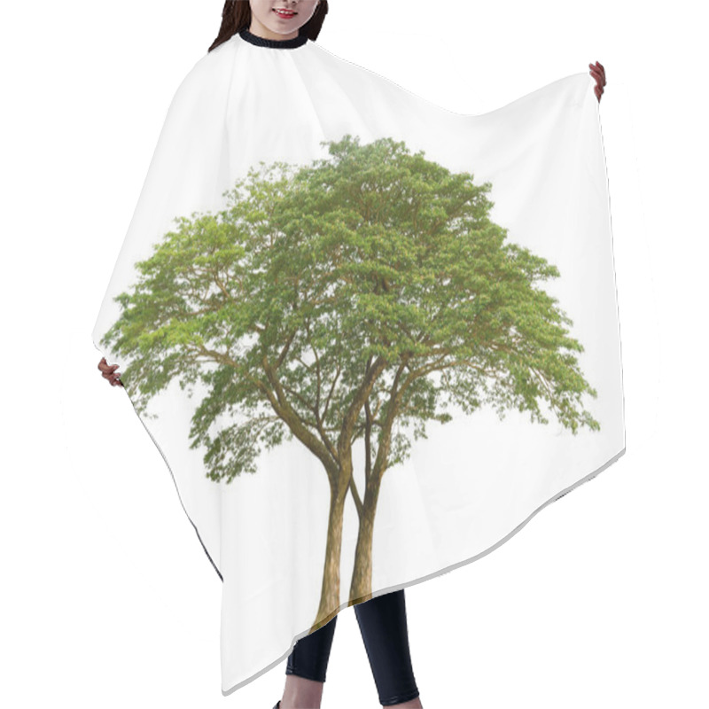 Personality  Samanea Saman, Isolated Tree On White Background, Rain Isolated Tree On White Background, Monkey Pod, East Indian Walnut Tree Isolated On White Background. Hair Cutting Cape