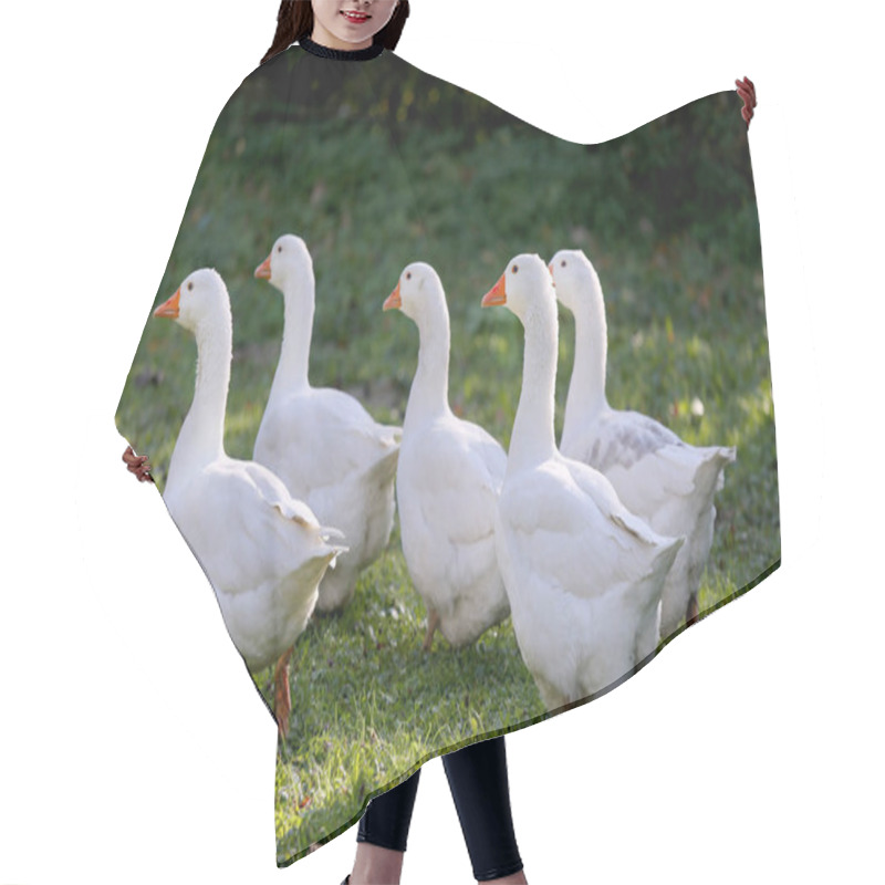 Personality  A Flock Of Domestic White Geese Walk Across A Rural Poultry Yard Hair Cutting Cape