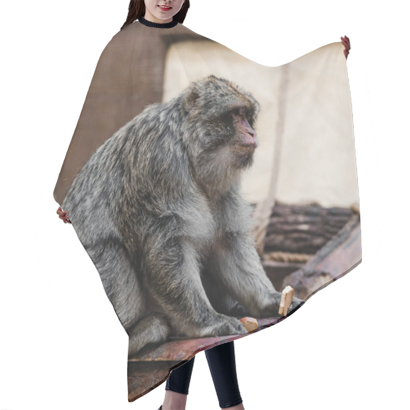 Personality  Selective Focus Of Cute Monkey Holding Sweet Cookie In Zoo  Hair Cutting Cape