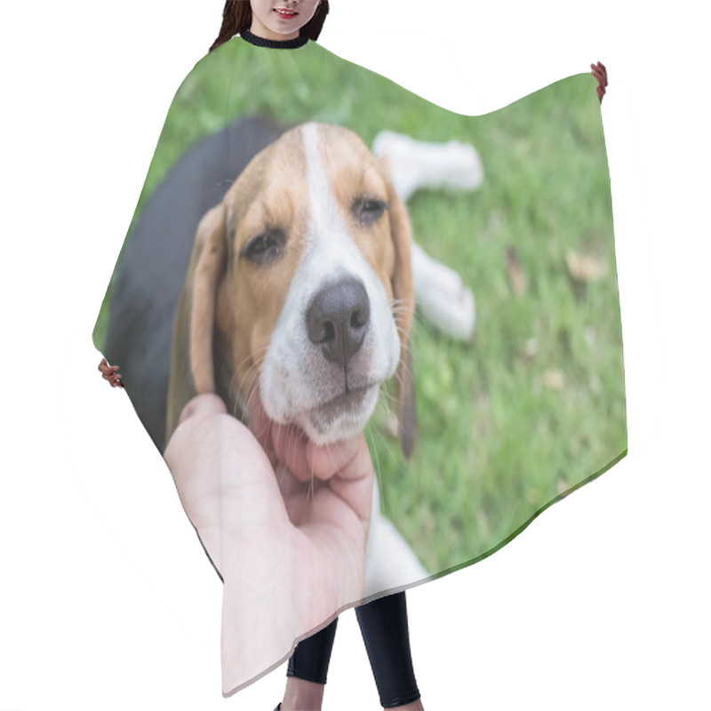 Personality  Cute Puppy Beagle Dog On A Natural Green Background. Tropical Island Bali, Indonesia. Hair Cutting Cape