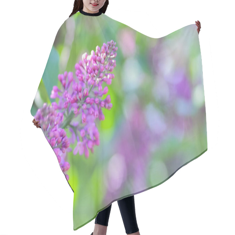 Personality  Lilac In Violet Toning, Blossoming Lilac In Sunlight, Purple Flowers With Copy Space, Blank For Postcard, Blurred Background, Festive Bouquet Hair Cutting Cape