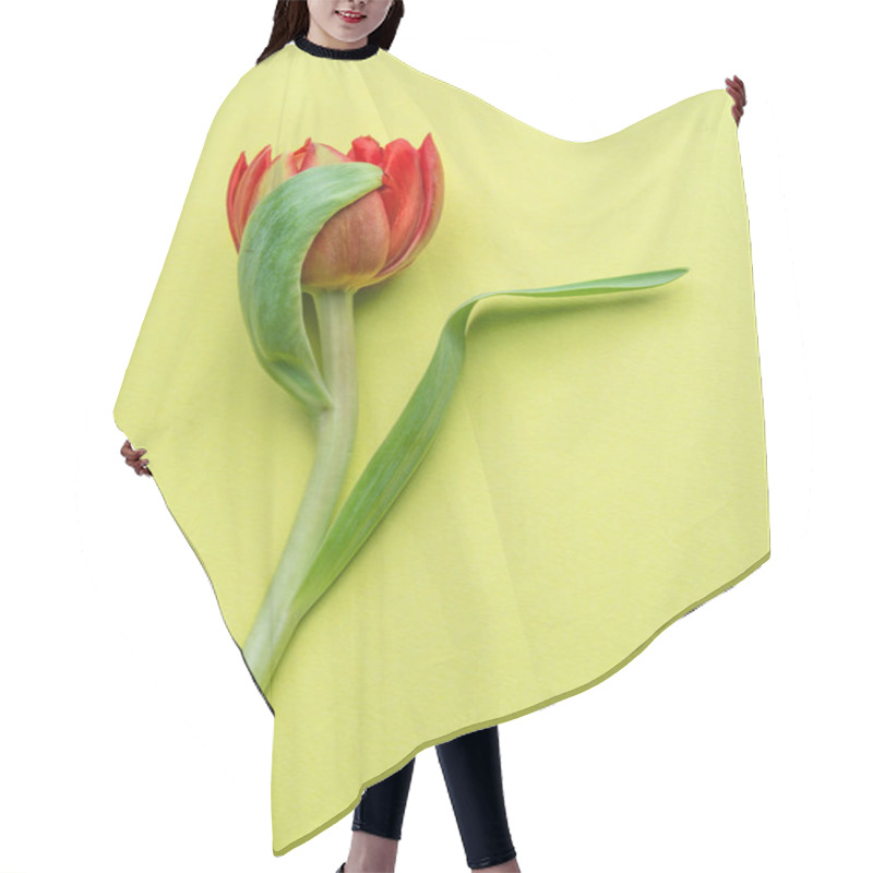 Personality  One Shy Red Tulip Flower On Yellow Background. Hair Cutting Cape