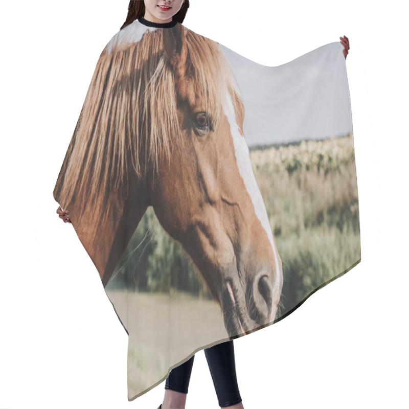 Personality  Selective Focus Of Beautiful Brown Horse Grazing On Meadow In Countryside Hair Cutting Cape