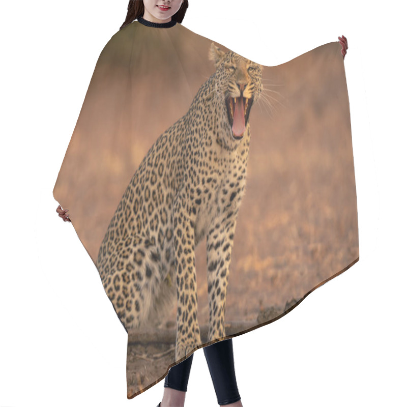 Personality  Leopard Sits Yawning On Sand Near Log Hair Cutting Cape