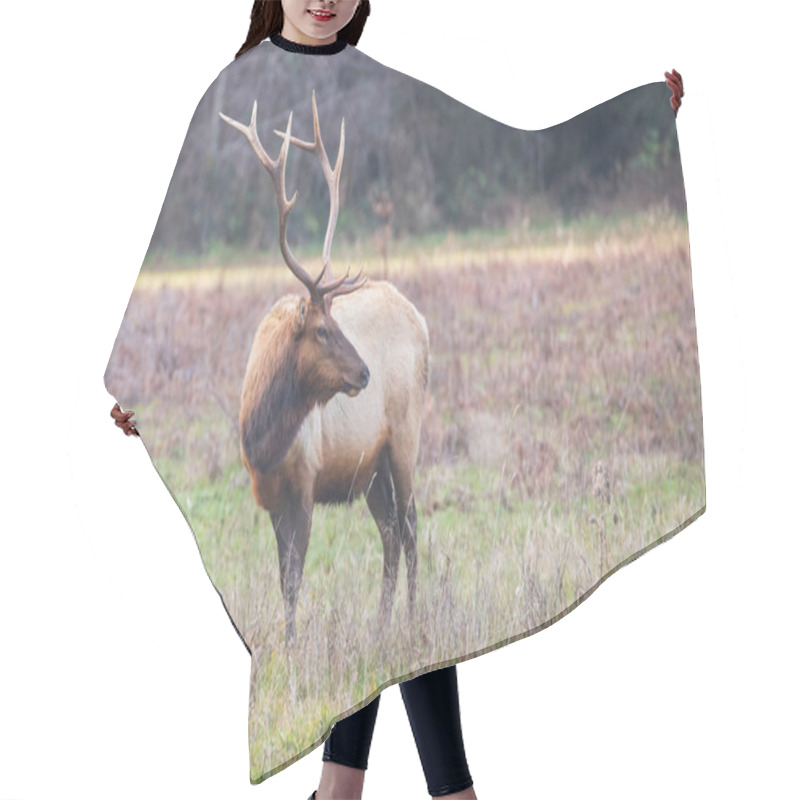 Personality  A Majestic Roosevelt Elk Bull Standing In A Grassy Meadow At Prairie Creek Redwoods State Park, California, Showcasing Its Large Antlers In A Natural Habitat. Hair Cutting Cape