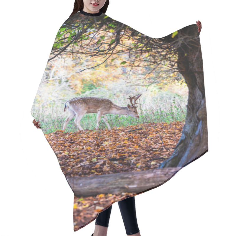 Personality  Fallow Deer Grazing Over Carpet Of Autumn Leaves Hair Cutting Cape