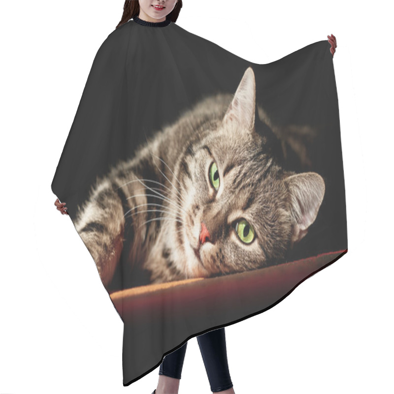 Personality  Beautiful European Cat In Front On A Black Background Hair Cutting Cape