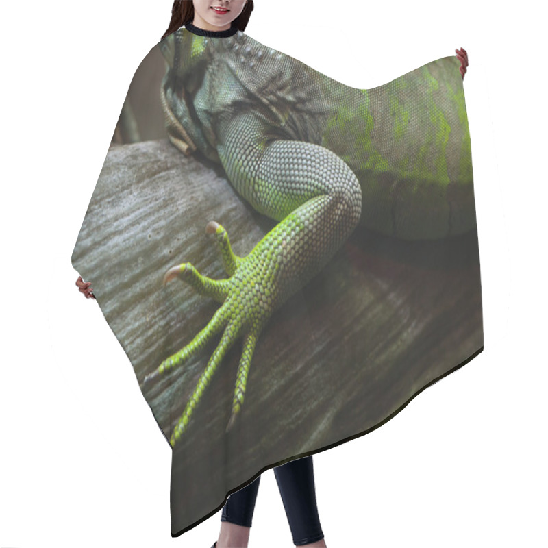 Personality  Green Iguana (Iguana Iguana). Hair Cutting Cape