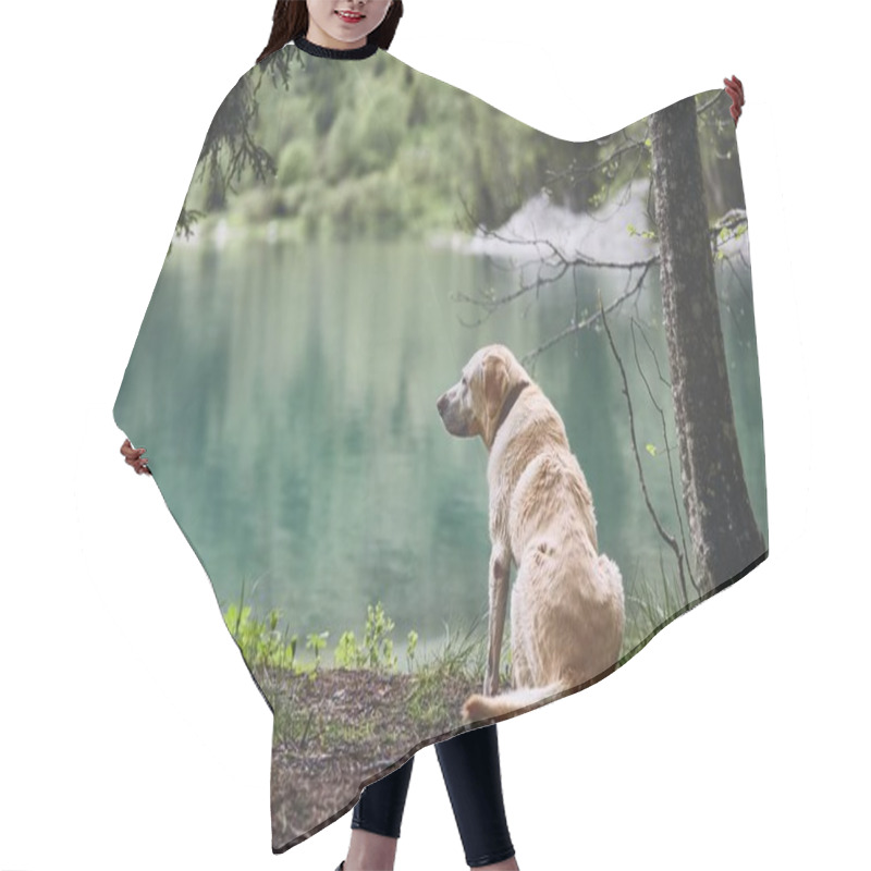 Personality  Dog In Forest. Old Labrador Retriever Looking At The Lake. Hair Cutting Cape