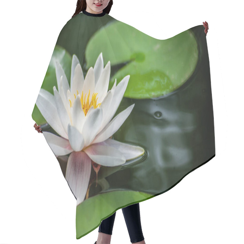 Personality  Clean Ideal White Nymphaea Or Water Lily One Flower Macro Shot A Hair Cutting Cape