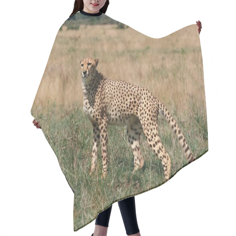 Personality  Wild Cheetah Outdoors In Nature. Hair Cutting Cape