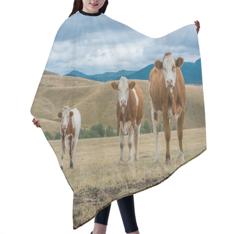 Personality  Cows Simental Race Hair Cutting Cape