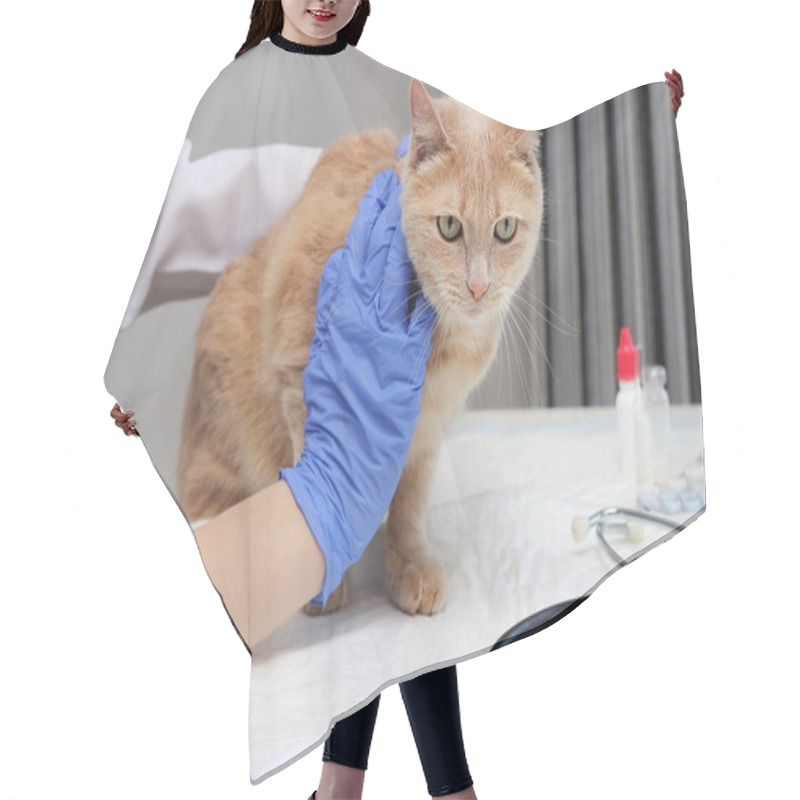 Personality  At The Vet's. A Red Cat Is Being Examined By A Veterinarian. The Vet Holds The Ginger Cat On The Table. Hair Cutting Cape