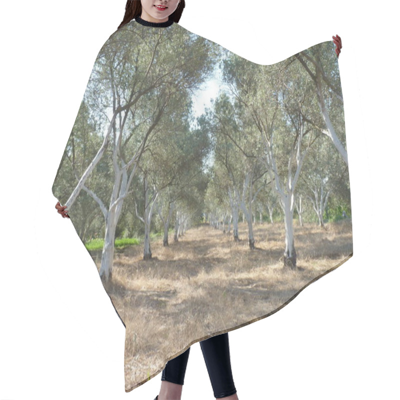 Personality  Sunlit Olive Grove: Rows Of Resilient Trees Standing As Symbols Of Growth, Harmony, And The Timeless Bond Between Nature And Serenity Under A Clear Blue Summer Sky Hair Cutting Cape