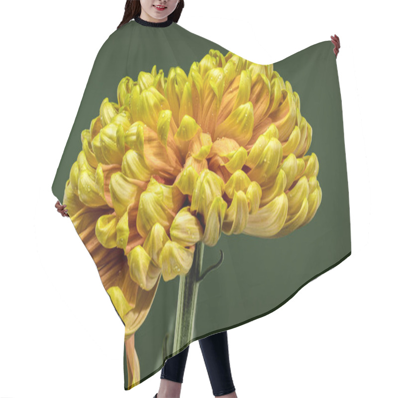 Personality  A Radiant Yellow Golden Autumn Chrysanthemum In Full Bloom On Green Background Hair Cutting Cape