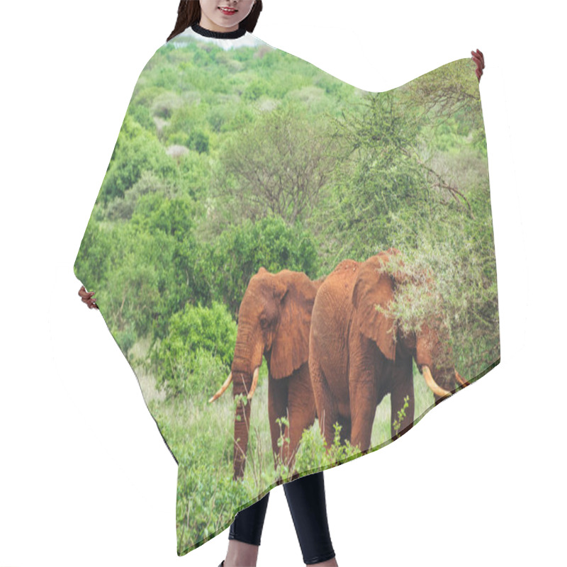 Personality  Elephants In The Tsavo East And Tsavo West National Park In Kenya Hair Cutting Cape