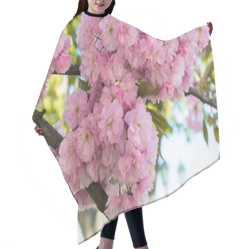 Personality  Beautiful Cherry Blossom Sakura In Spring Time Over Blue Sky. Hair Cutting Cape