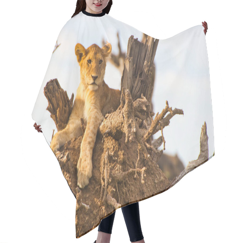 Personality  Lioness Resting On A Tree Branch At Serengeti National Park, Tanzania Hair Cutting Cape