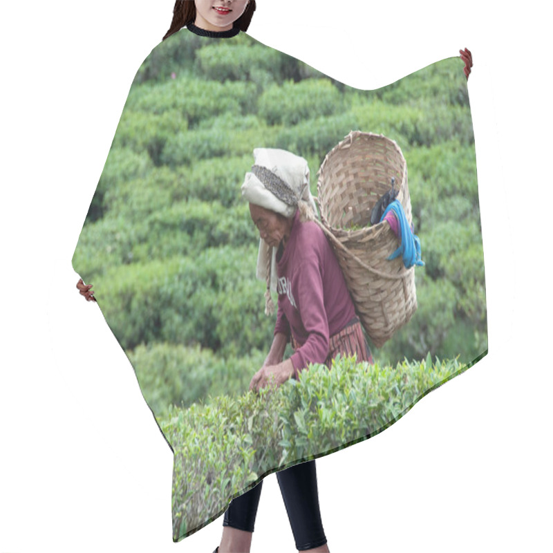 Personality  Women Picks Tea Leafs On The Famous Darjeeling Hair Cutting Cape