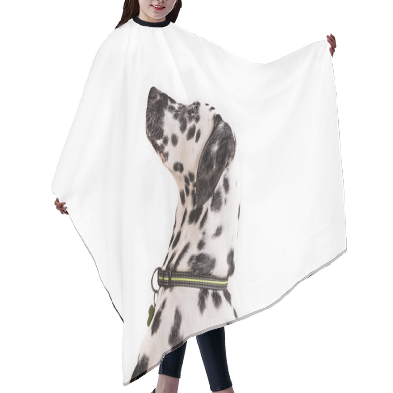 Personality  One Headshot Of Young Dotted Dalmatian Puppy Hair Cutting Cape