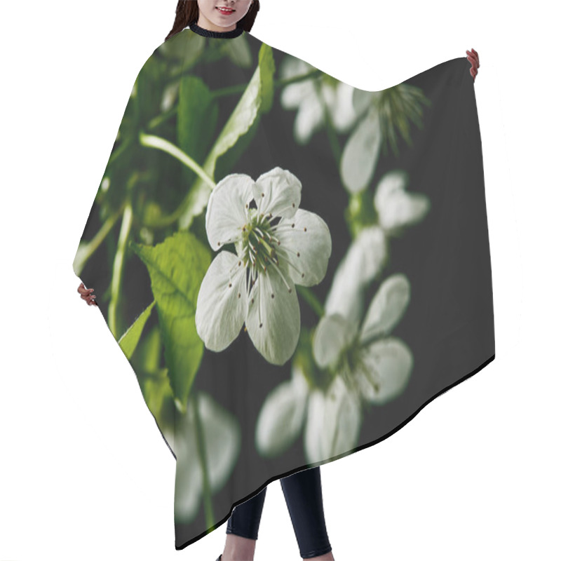 Personality  Close-up Shot Of Beautiful White Cherry Blossom Isolated On Black Hair Cutting Cape