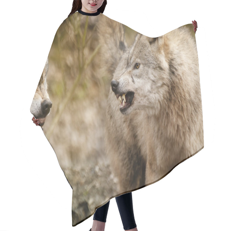 Personality  Fighting Eurasian Wolfs (Canis Lupus Lupus) Hair Cutting Cape