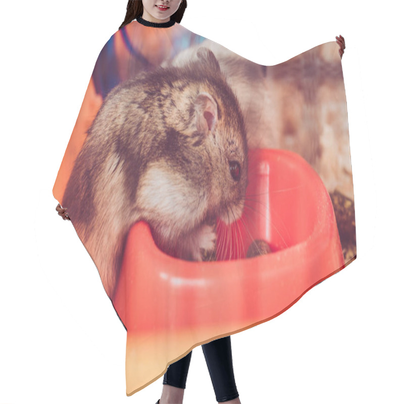 Personality  Selective Focus Of Cute Hamster Eating From Orange Plastic Bowl Hair Cutting Cape