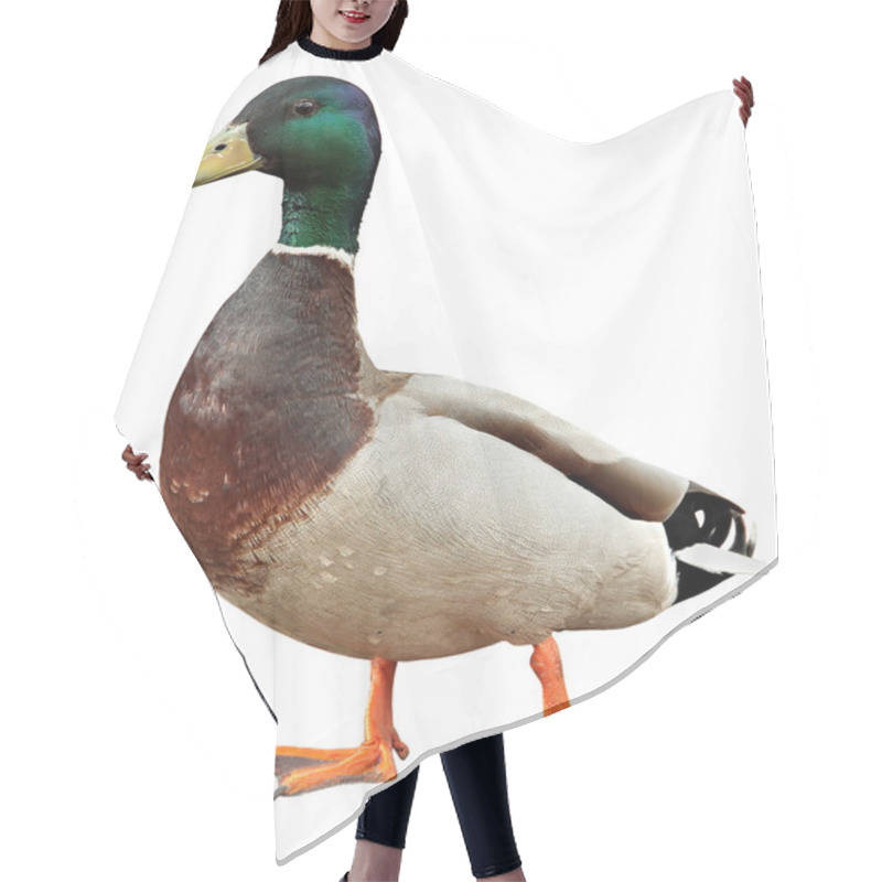 Personality  Mallard Duck With Clipping Path. Colourful Mallard Duck Isolated On White Background Hair Cutting Cape