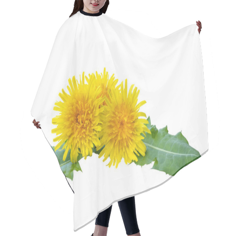 Personality  Three Yellow Dandelions With Leaves Isolated On White Background. Close-up, Side View. Hair Cutting Cape