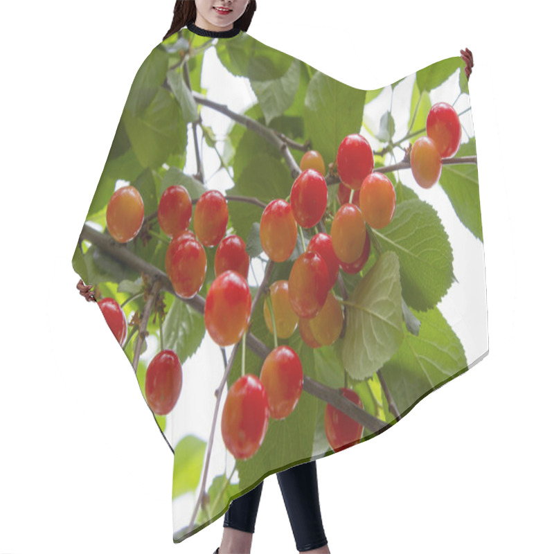 Personality  Cherries On A Branch Hair Cutting Cape