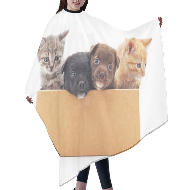 Personality  Kittens And A Puppies In A Box. Hair Cutting Cape