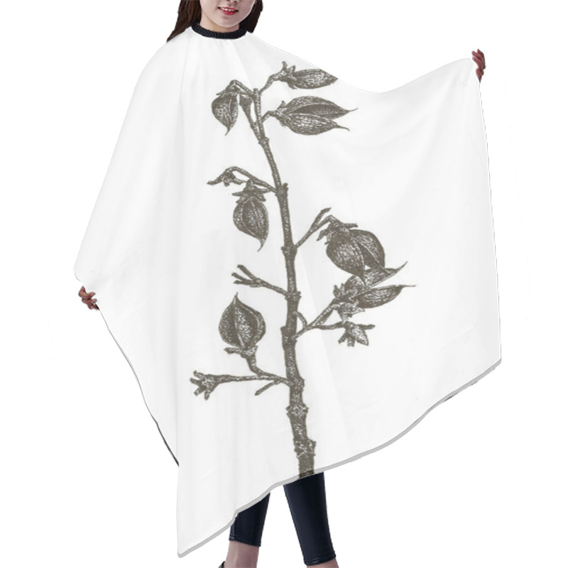 Personality  Hand Drawing Branch Of Paulownia On White Background Hair Cutting Cape