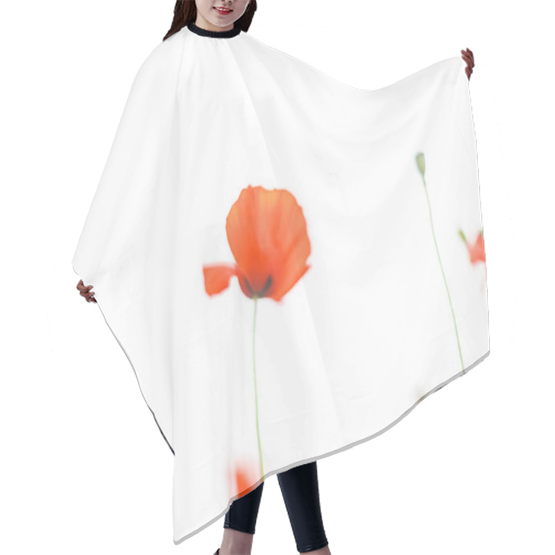 Personality  Blurred Beautiful Blooming Red Poppy Field Background. Landscape With Wildflowers. Hair Cutting Cape