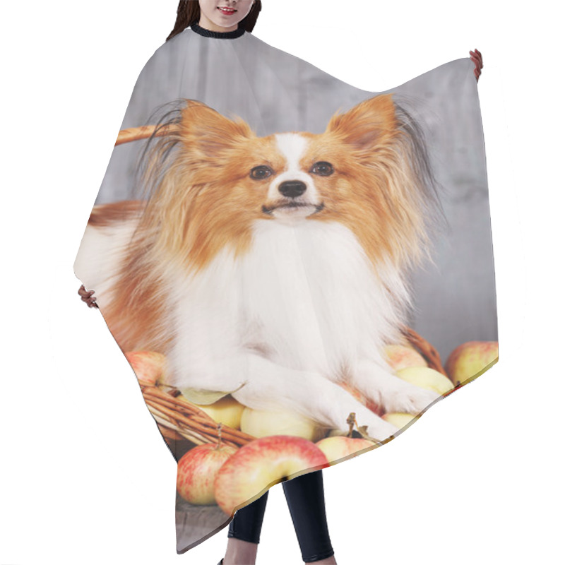 Personality  Dog In A Basket With Apples Hair Cutting Cape