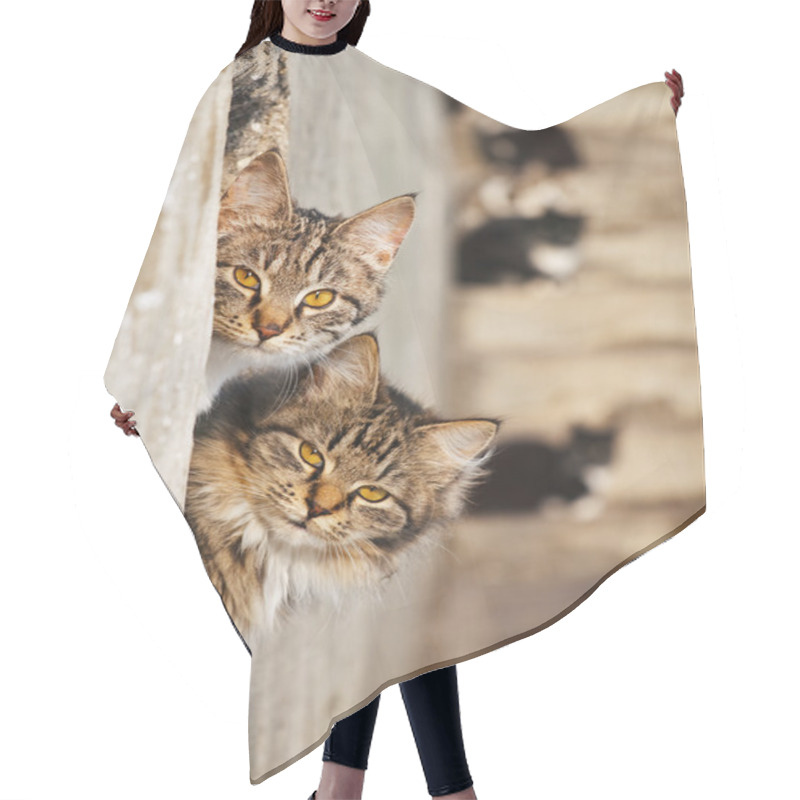 Personality  Lovely Cats Hair Cutting Cape